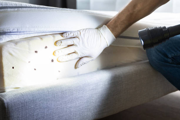 Best Flea Control Services  in Wisr, NE