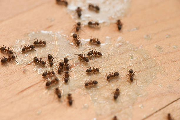 Pest Prevention Services in Wisner, NE